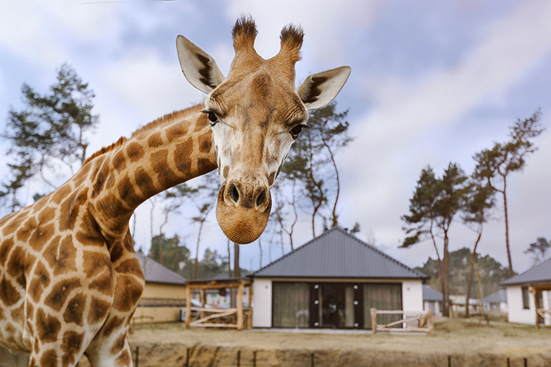 Glamping Safari Resort Beekse Bergen